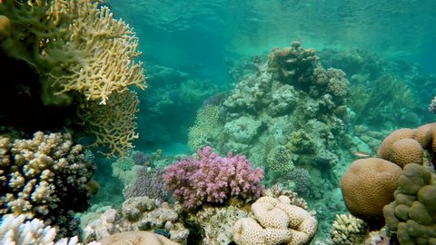 Coral reef. Exotic fishes. The beauty of the underwater world. Life in the ocean. Diving on a tropical reef.  Fish of the coral reef. 