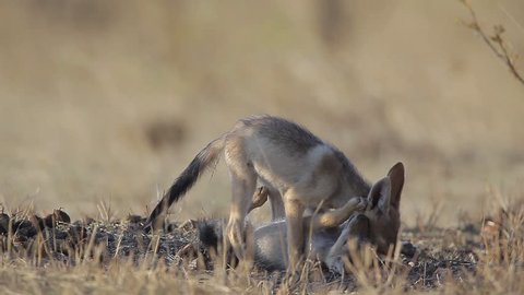 Black-backed jackal (Canis mesomelas) pups play fight in the late afternoon on Botswana's Mashatu Game Reserve.