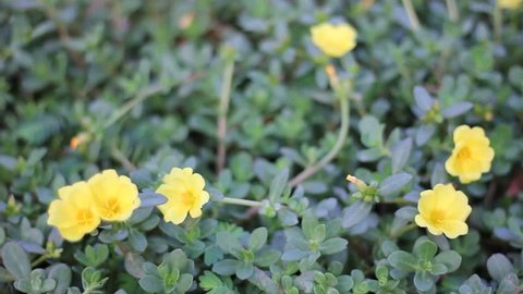 Common Purslane, Verdolaga, Pigweed, Little Hogweed or Pusley flower