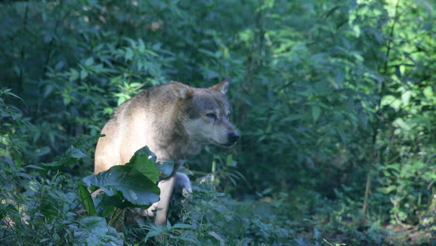 Wolf | Shutterstock HD Video #1506497