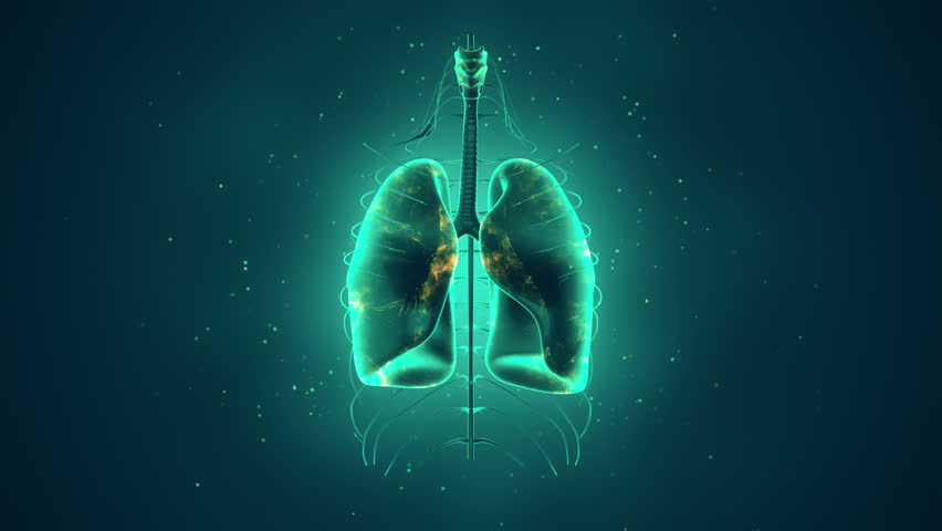 The Lungs Are In This Image Background, 3d Rendering Healthy Lung And Black  Lungs, Hd Photography Photo Background Image And Wallpaper for Free Download