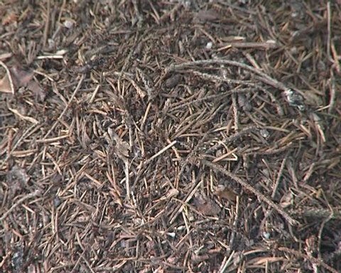 Lots of ants working and running around. Anthill life closeup. 
