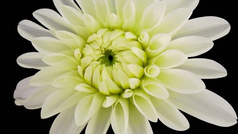Time-lapse of blooming white dahlia flower 2a3 in RGB + ALPHA matte format isolated on black background
