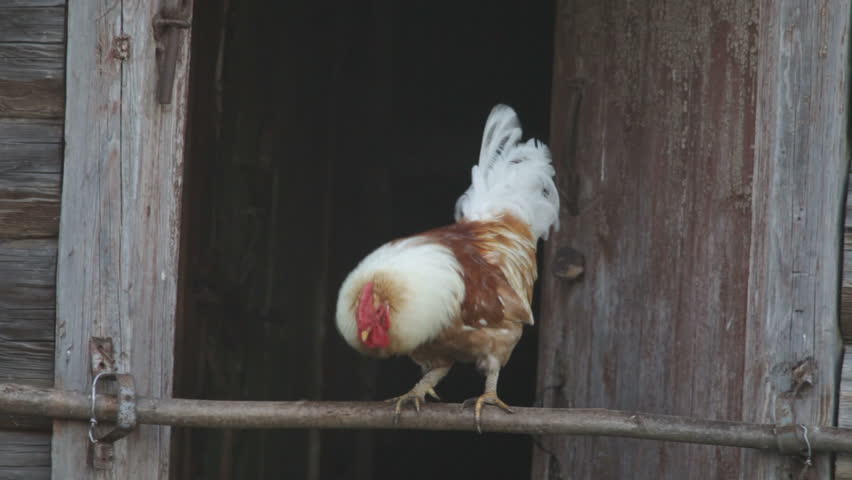 cock