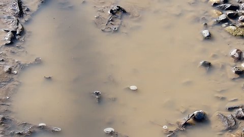 Puddle of water muddy and rainy (slow motion)