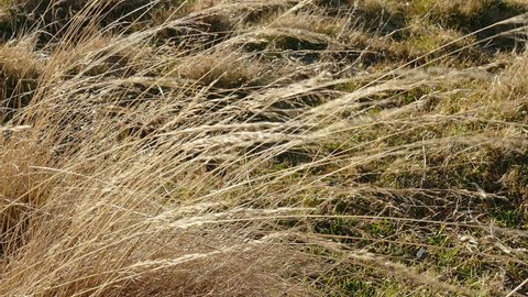 Dry mountain yellowed grass on strong wind
