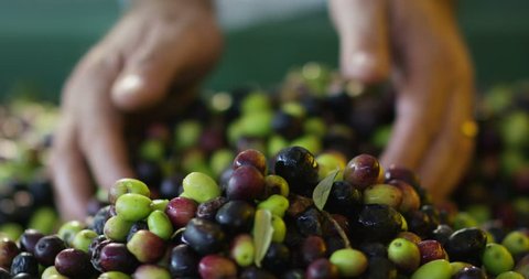 expert hand of quality controller of italian olives to get perfect tasty special oil