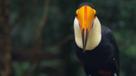 Exotic toucan bird taking flight in natural setting near Iguazu Falls, Foz do Iguacu, Brazil.