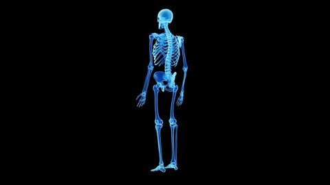 medical 3d animation of the human skeleton