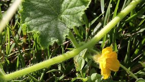 Flowering cucumber closeup