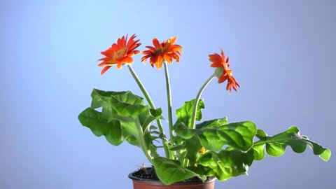    Flower withers without watering, and reviving from a watering. Gerbera flower. Time lapse. 