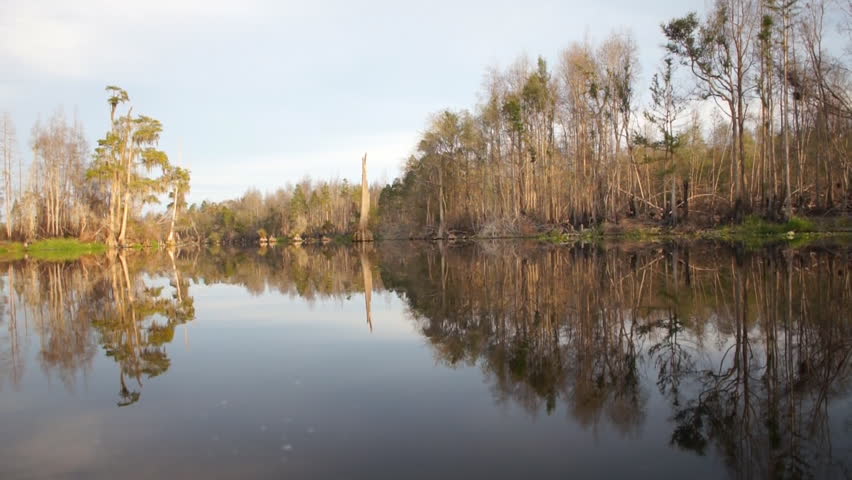 Cypress swamp in southern United States.