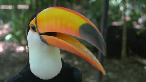 Close up shot of exotic toucan bird looking around in natural setting in Brazil.