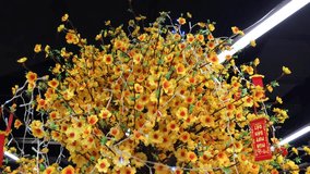 Gentle yellow flowers of peach tree for celebration of Lunar New Year. HD 1080p. 