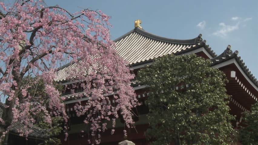 Cherry blossoms on a warm spring day at the Senso-ji Temple complex in Asakusa, Tokyo, Japan.