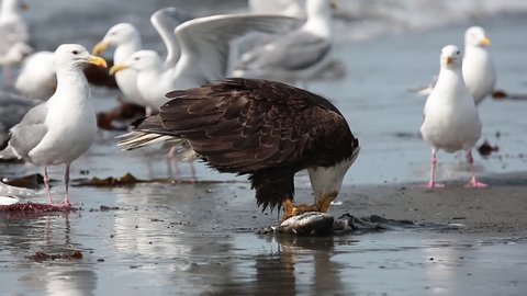 Bald eagle feeding at Kenai peninsula, near Homer, Alaska