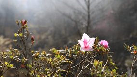 Pink flowers blooming with sunrise and the mist in springtime. - Powered by Shutterstock - Get 15% off with code: PIKWIZARD15