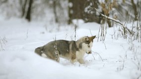 7 in 1 video! Dog play with branch in a snowy forest. Real time capture