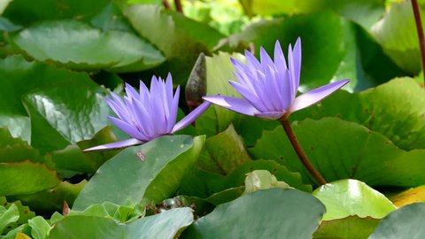 The Nymphaeaceae are aquatic flowers, rhizomatous herbs. Members of this family are commonly called water lilies,
