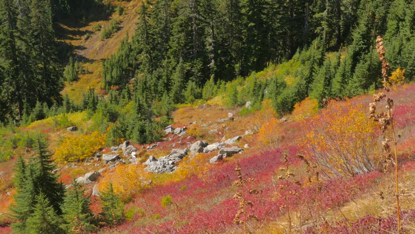 Rocky slopes in the fir forest. Autumn on the mountain slopes. Autumn colors. Golden leaves. Yellow bushes in the fir forest.Mt Baker Area.Washington state.Landscape video.4K.High bit rate.UHD