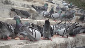 Slow motion video of the fighting pigeons at the steps of the New Mosque in Istanbul, Turkey. Slowed down ten times from 250p to 25p.