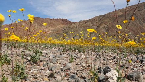 Dolly - Death Valley Desert Flower Super Bloom - Spring