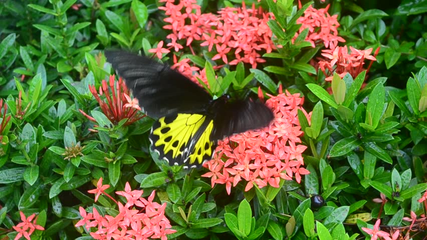 Butterfly sucking nectar from flowers.
