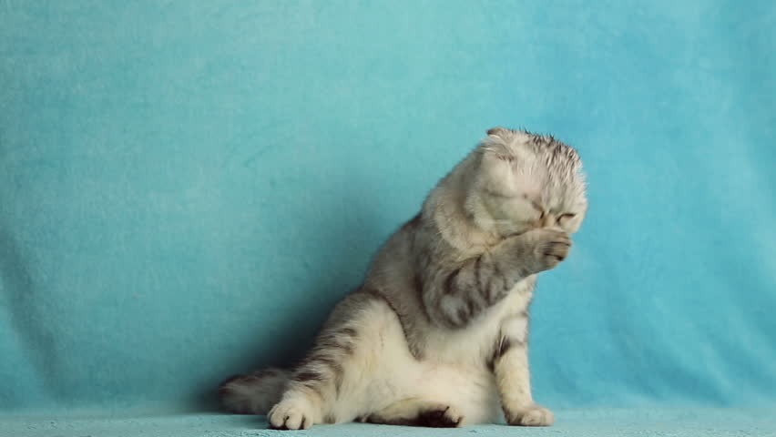 SAMARA, SAMARA REGION/RUSSIA - MARCH 10: Scottish fold cat washes after a shower, she licks herself tongue on March 10, 2016 in Samara