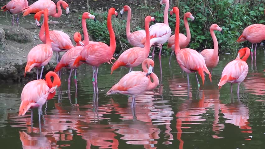 Group of Pink Flamingos with Stock Footage Video (100% Royalty-free) 15112048 | Shutterstock