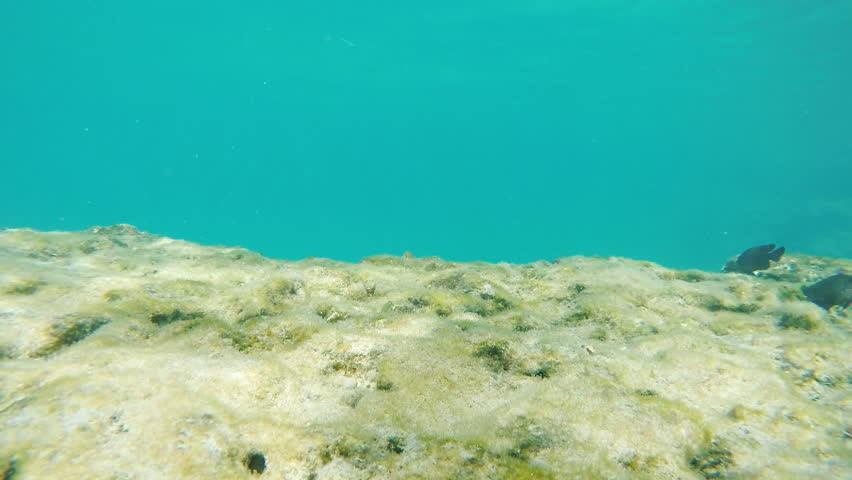 Mobile phone is drowning in the sea around the exotic fish swim. Concept - freedom from technology