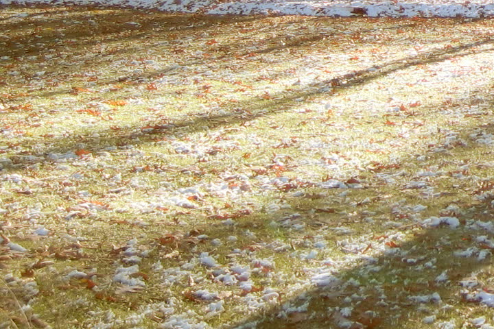 Chicago, IL - Winter 2005: Shadows of trees moving on grass
