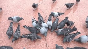 Slow motion video of the pigeons in Taksim Square in Istanbul, Turkey. Top down view. Slowed down ten times from 250p to 25p.