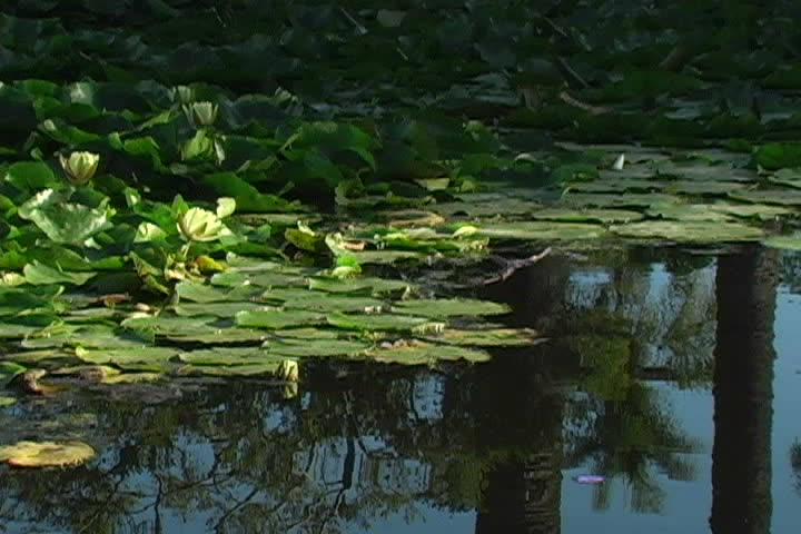 A coy fish swims under lily pads in pond.