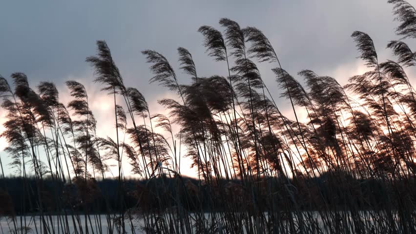 LECCO, ITALY - CIRCA FEBRUARY 2016:  a view of Oggiono Lake through a cane thicket at sunset.  It is a picturesque mere near Como Lake.