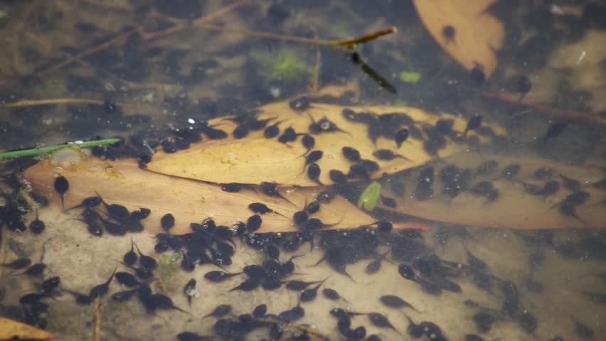 Tadpole Larval Stage of Frog Stock Footage Video (100% Royalty free Tadpole Larval Stage of Frog Stock Footage Video (100% Royalty free
