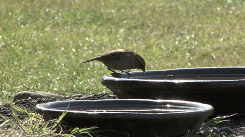 A House Sparrow drinks from a large bowl of water, then dips it's feet in when it takes off.