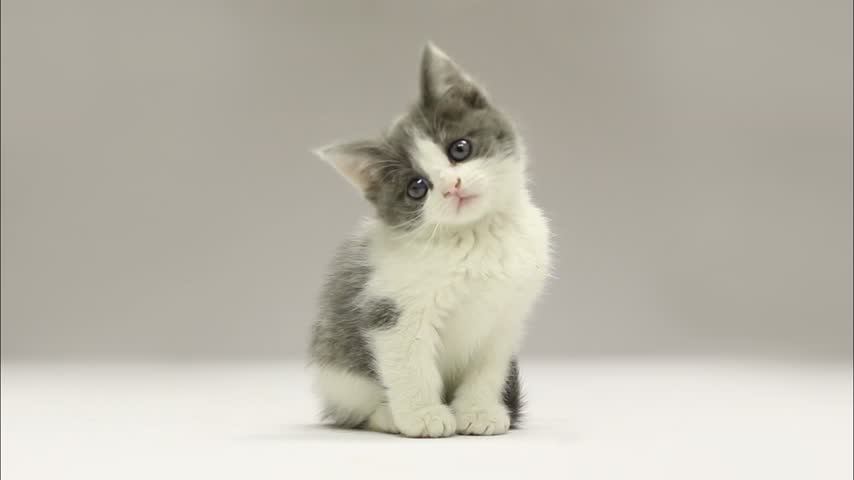 Cute Little Grey and White Stock 