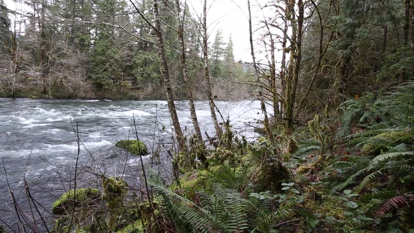 HD video of the Upper McKenzie River flowing with high water in winter near the Belknap Bridge in Oregon.