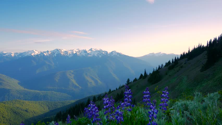 Blue flowers grow on the hillside. Beautiful green meadow high in the mountains. Sharp mountain peaks covered with snow.Olympic National Park. Washington state. Landscape video. 4K, high bit rate, UHD
