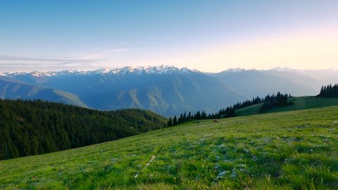 Noble deer grazing on the hillside. Beautiful green meadow high in the mountains. Sharp mountain peaks covered with snow. Olympic National Park.Washington state. Landscape video.4K, high bit rate, UHD