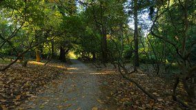 Landscape video. Golden trees. Autumn colors. Alley in the autumn park. 4K, 3840*2160, high bit rate, UHD