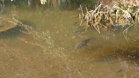 Cyprinidae family fish relaxing in the shallow pond cultivated 4K 2160p 30fps UltraHD video - Carp fish in the natural environment lake 4K 3840X2160 UHD footage