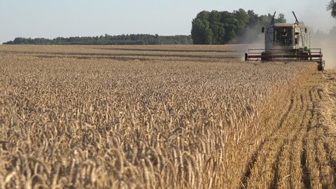 BIRZAI, LITHUANIA - AUGUST 18, 2015: Farmer man combines field sitting in air-conditioned cabin and ripe wheat plants during harvest on August 18, 2015 in Birzai, Lithuania. Static shot. 4K
