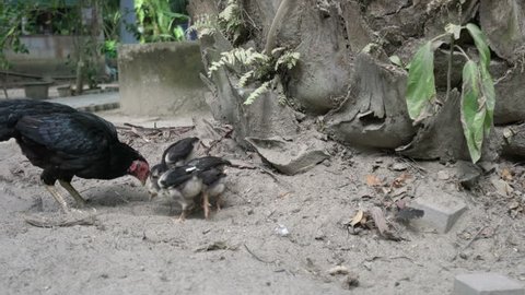 Black hen with chickens.