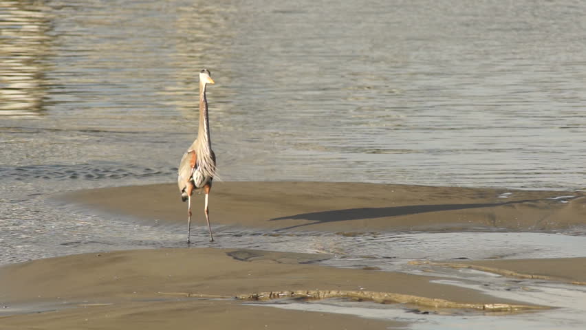 The Heron hunts along the riverbank in tide pools in Yaquina Bay