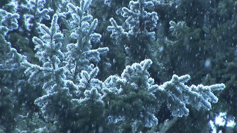 Snow falling on trees, S.E. Washington, slow motion