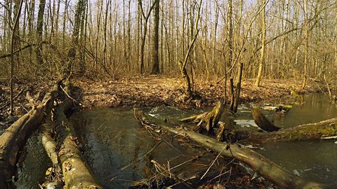 Spring in deciduous forest - water flowing in small creek