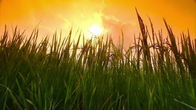 Sparkling sun rays over rice farm in the morning.Landscape of rice field beautiful and valuable to rural people of Thailand.  Crane Shot nature Background Health Concept - Video HD relaxing