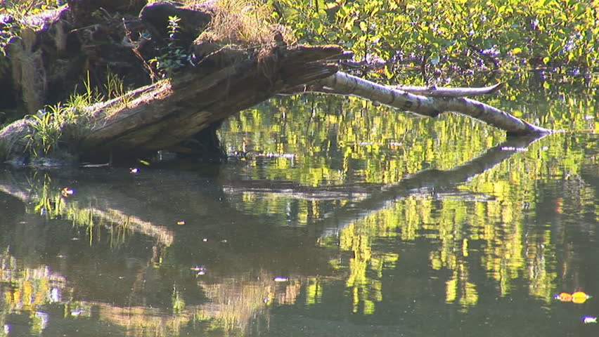 forest lake in autumn