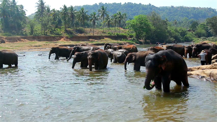 a herd of wild elephants in river